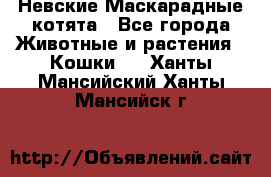 Невские Маскарадные котята - Все города Животные и растения » Кошки   . Ханты-Мансийский,Ханты-Мансийск г.